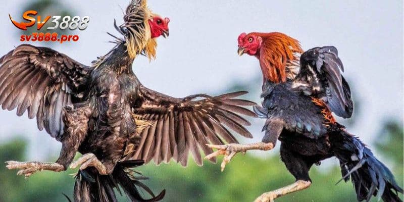 Cung cấp cho người xem nhiều trận đấu hay ho